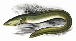 Anguilla anguilla, or Sharp-Nosed Eel Anguilla anguilla, or Sharp-Nosed Eel