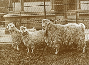 Animals at a French Zoo - Angora Goats Animals at a French Zoo - Angora Goats