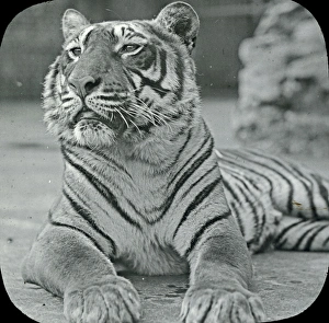 Animals at a French Zoo - Bengal Tiger Animals at a French Zoo - Bengal Tiger
