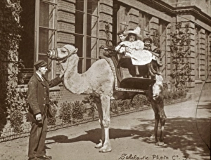 Animals at a French Zoo - Dromedary Camel Animals at a French Zoo - Dromedary Camel