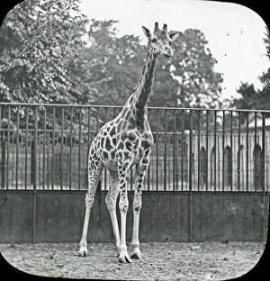Animals at a French Zoo - Giraffe Animals at a French Zoo - Giraffe