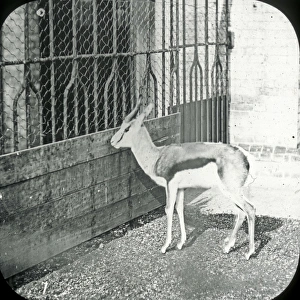 Animals at a French Zoo - Springbok Animals at a French Zoo - Springbok