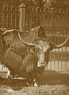 Animals at a French Zoo - Yak Bull Animals at a French Zoo - Yak Bull