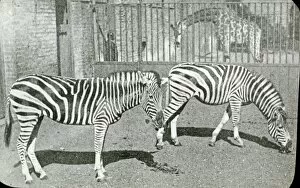 Evidence Gallery: Animals at a French Zoo - Zebras