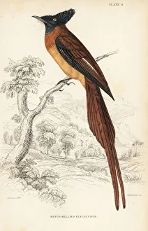 Flycatcher Gallery: Annobon paradise flycatcher, Terpsiphone smithii. Vulnerable