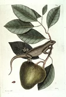 Catesby Gallery: Annona glabra, pond apple
