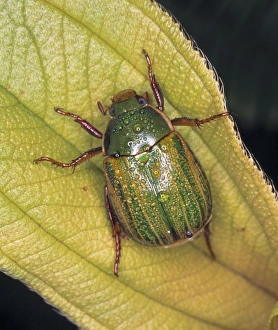 <b class=qtipBold><figcaption>Anomala sp., chafer beetle</figcaption></b><br>A shining leaf chafer beetle photographed in Sri Lanka. These beetles feed on leaves, flowers, or flower parts. Date:<br><em>© Mary Evans / Natural History Museum</em> Anomala sp., chafer beetle