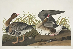 Anser albifrons, greater white-fronted goose Anser albifrons, greater white-fronted goose