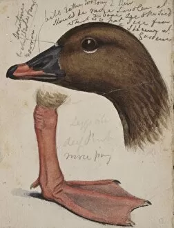 Watercolor paintings Collection: Anser brachyrhynchus, pink-footed goose
