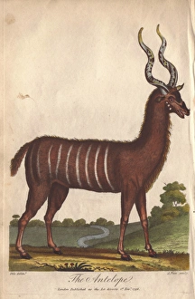 Antelope or impala, Aepyceros melampus Antelope or impala, Aepyceros melampus