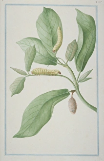 Antheraea sp., Emperor moth caterpillars Antheraea sp., Emperor moth caterpillars
