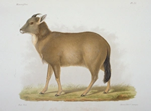 Antilope caudata, blackbuck Antilope caudata, blackbuck