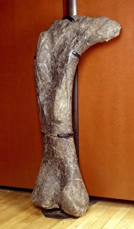 Apatosaurus, previously known as Brontosaurus Apatosaurus, previously known as Brontosaurus