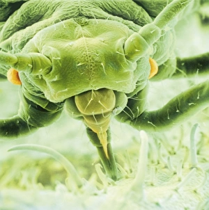 <b class=qtipBold><figcaption>Aphis fabae, black bean aphid</figcaption></b><br>Scanning electron microscope image showing a frontal view of a black bean aphid on leaf (x100). Aphids or plant lice are small, plant-sucking insects. Date:<br><em>© Mary Evans / Natural History Museum</em> Aphis fabae, black bean aphid