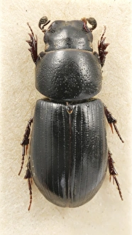 Aphodius niger, Beaulieu dung beetle Aphodius niger, Beaulieu dung beetle