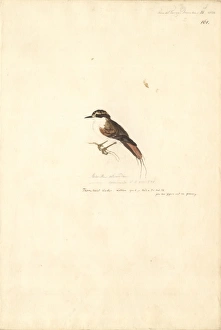 Aphrastura spinicauda, thorn-tailed rayadito Aphrastura spinicauda, thorn-tailed rayadito