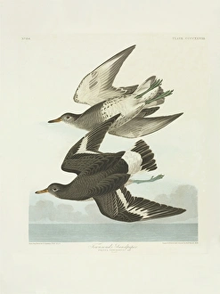 Sandpipers Gallery: 