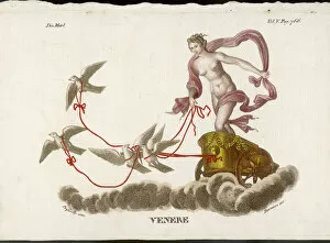 Venus Gallery: Aphrodite / Venus