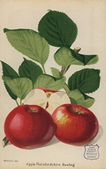 Apple variety, Herefordshire Beefing, Malus domestica Apple variety, Herefordshire Beefing, Malus domestica