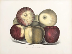<b class=qtipBold><figcaption>Apples, three varieties</figcaption></b><br>Apples, three varieties. Lithograph from Ebenezer Emmons, Agriculture of New York: vol. 3 - Fruits. Plate XXIII. Date: 1851<br><em>© The John Innes Centre/The John Innes Foundation/Mary Evans</em> Apples, three varieties