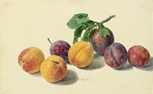 Apricot and plum by Maria van Huysum Apricot and plum by Maria van Huysum