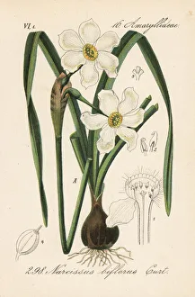 April beauty, Narcissus medioluteus (Narcissus biflorus) April beauty, Narcissus medioluteus (Narcissus biflorus)