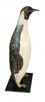 Aptenodytes fosteri, emperor penguin Aptenodytes fosteri, emperor penguin