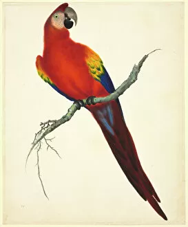 Perching Gallery: Ara macao, scarlet macaw
