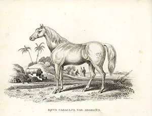 Arabian horse, Equus caballus var. arabicus Arabian horse, Equus caballus var. arabicus