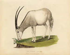 Arabian oryx or white oryx, Oryx leucoryx. Vulnerable Arabian oryx or white oryx, Oryx leucoryx. Vulnerable
