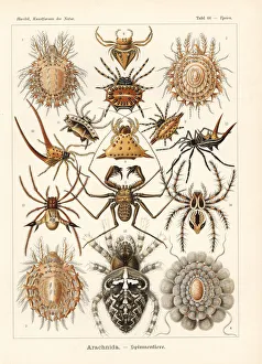 Arachnida spiders Arachnida spiders