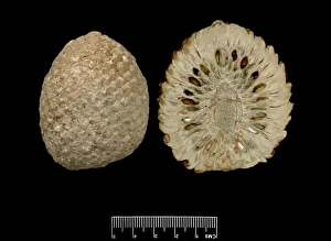 Cerro Gallery: Araucaria mirabilis, pine cone