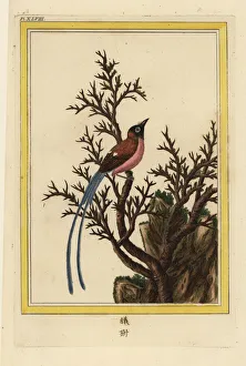 Flycatcher Gallery: Un Arbre sans feuilles