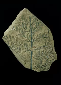 Archaeopteris hibernica, fossil plant