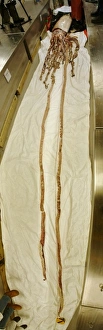Architeuthis dux Steenstrup, 1857, squid Architeuthis dux Steenstrup, 1857, squid