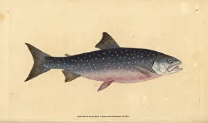Arctic char, Salvelinus alpinus alpinus Arctic char, Salvelinus alpinus alpinus