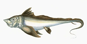 King Of The Herrings King Of The Herrings