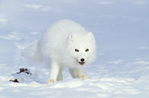 Arctic Fox feeds on carrion of a Ringed Seal (Phoca Arctic Fox feeds on carrion of a Ringed Seal (Phoca