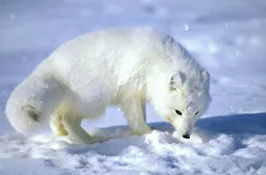Siberia Gallery: Arctic Fox searches for food, sniffing lemmings