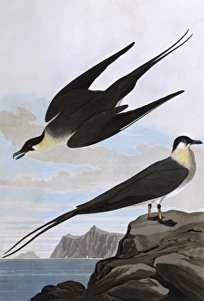 <b class=qtipBold><figcaption>Arctic Yager, by John James Audubon</figcaption></b><br>Arctic Yager, Lestris Parasitica, by John James Audubon (1785-1851). A colour plate in The Birds of America: From Original Drawings. Date: 1827-1838<br><em>© Mary Evans Picture Library</em> Arctic Yager, by John James Audubon