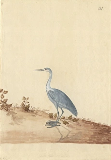 Ardea sp. Heron Ardea sp. Heron