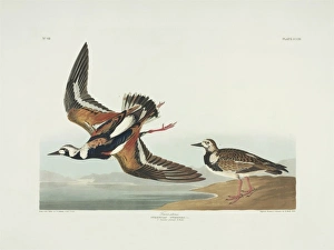 Ruddy Turnstone Gallery: Arenaria interpres, ruddy turnstone