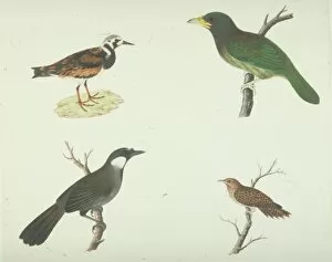 Ruddy Turnstone Gallery: Arenaria interpres, ruddy turnstone and other birds
