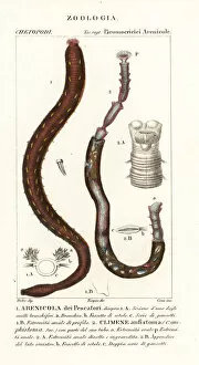 Worms Gallery: Arenicola marina and Clymene amphistoma