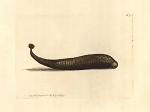 Areolated sealeech, Pontobdella areolata Areolated sealeech, Pontobdella areolata