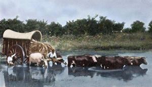 Argentina. Yoke of oxen wading a lagoon Argentina. Yoke of oxen wading a lagoon