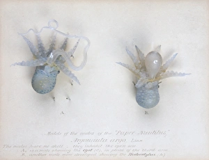 Argonauta argo (males), octopus Argonauta argo (males), octopus