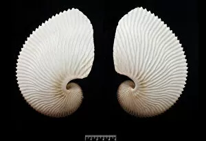Nautilus Gallery: Argonauta hians, brown paper nautilus