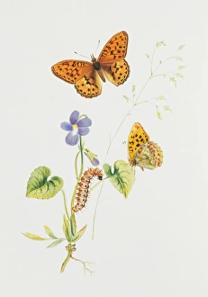 Argynnis adippe, high brown fritillary Argynnis adippe, high brown fritillary