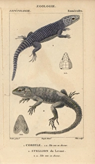 Armadillo girdled lizard, Cordylus cataphractus Armadillo girdled lizard, Cordylus cataphractus